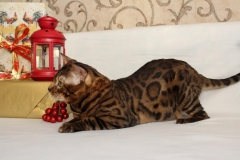 Бенгальский кот Kleopatrabengals Richard of Arbat