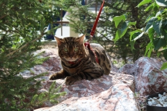 Бенгальский кот Kleopatrabengals Richard of Arbat