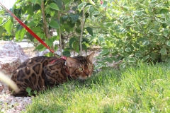 Бенгальский кот Kleopatrabengals Richard of Arbat