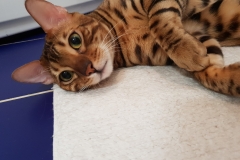 Бенгальский кот Matrosh Kristian Rasheld