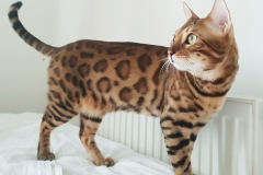 Бенгальский кот Matrosh Kristian Rasheld