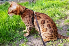 Бенгальский кот Matrosh Kristian Rasheld