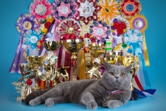 Кот на вязку - W.CH (WCF) Number One Sweet Way*RU (British Shorthair) - One_1