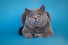 Кот на вязку - W.CH (WCF) Number One Sweet Way*RU (British Shorthair) - One_2