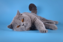 Кот на вязку - W.CH (WCF) Number One Sweet Way*RU (British Shorthair) - one_9053