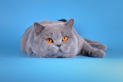 Кот на вязку - W.CH (WCF) Number One Sweet Way*RU (British Shorthair) - one_9055