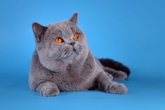 Кот на вязку - W.CH (WCF) Number One Sweet Way*RU (British Shorthair) - one_9057