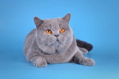 Кот на вязку - W.CH (WCF) Number One Sweet Way*RU (British Shorthair) - one_9058
