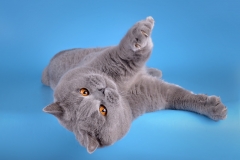 Кот на вязку - W.CH (WCF) Number One Sweet Way*RU (British Shorthair) - one_9079