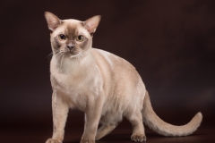 Кот Бурманской породы в шоколадной шубке, окрас: b (bur)