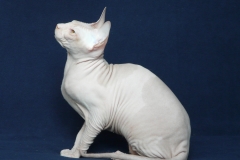 Кошка на вязку - Tasha Fortune Nibori (DSX) 1