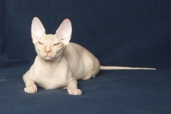 Кошка на вязку - Tasha Fortune Nibori (DSX) 5
