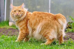 kurbob_zeus_foto1
