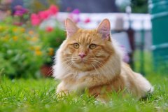 kurbob_zeus_foto2