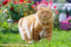 kurbob_zeus_foto4