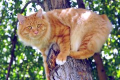 kurbob_zeus_foto5