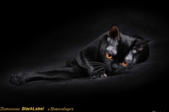 blacklabel-2
