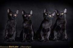 blacklabel-3