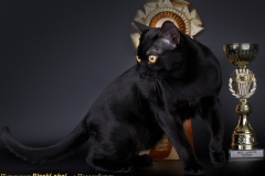 blacklabel-4