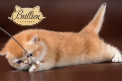 Питомник британских кошек «Brillien»