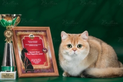 Питомник британских кошек «Brillien»