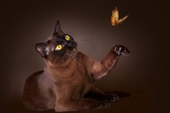 burmajesty-1