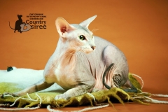 Питомник - Country Desiree