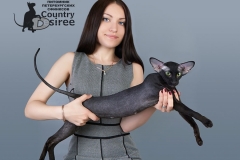 Питомник - Country Desiree