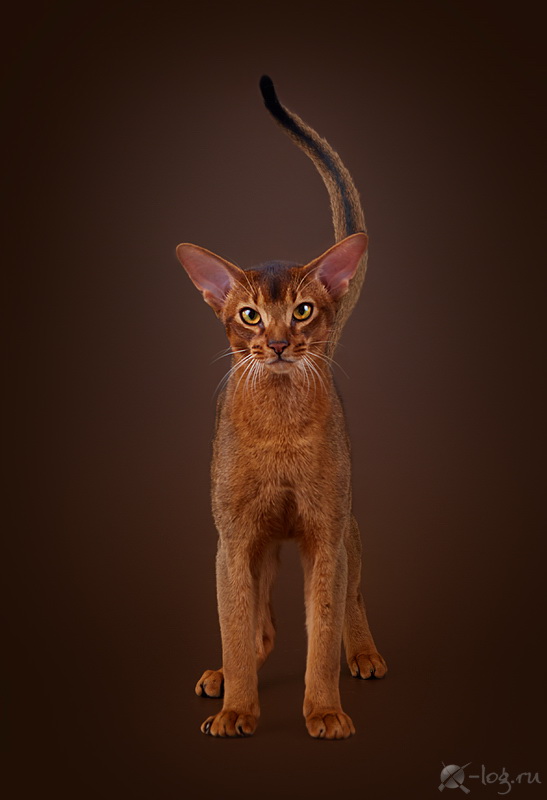 Hecate - питомник Абиссинских кошек (Новосибирск)