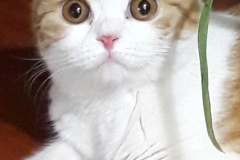 Screenshot_20191010-153333