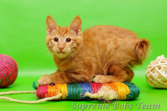 supreme-bobs-team-kitten-1-20150311012308