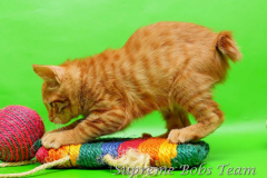 supreme-bobs-team-kitten-2-20150311012308