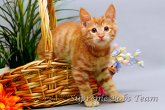 supreme-bobs-team-kitten-3-20150311012308