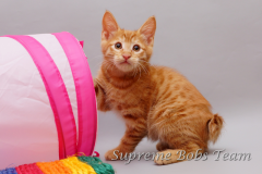 supreme-bobs-team-kitten-4-20150311012308