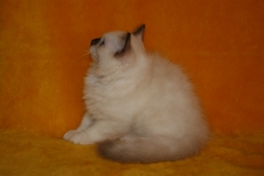 Кот