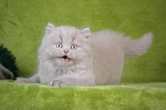 Британские котята из питомника Lanshery*s