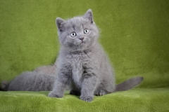Британские котята из питомника Lanshery*s