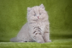 Британские котята из питомника Lanshery*s