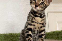 Самец 1 лучший в помете