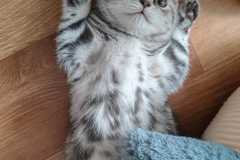 IMG-20240606-WA0005
