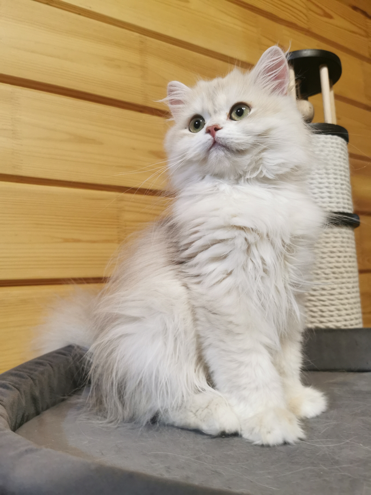 British Longhair - Vom Golden Herz - Maserati vom Golden Herz