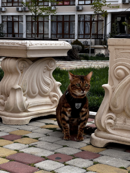 Bengal cat - BONIFACE Deluxe style