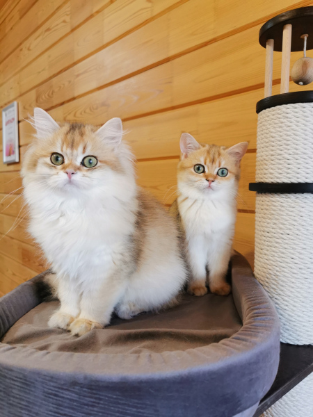 British Longhair - Vom Golden Herz - Love vom Golden Herz