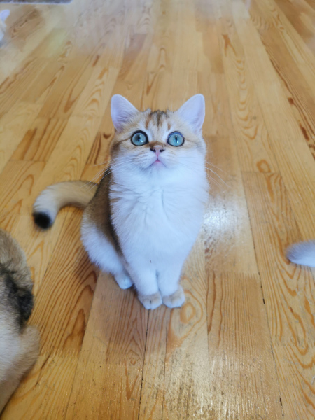 British Shorthair - Vom Golden Herz - Lolly vom Golden Herz
