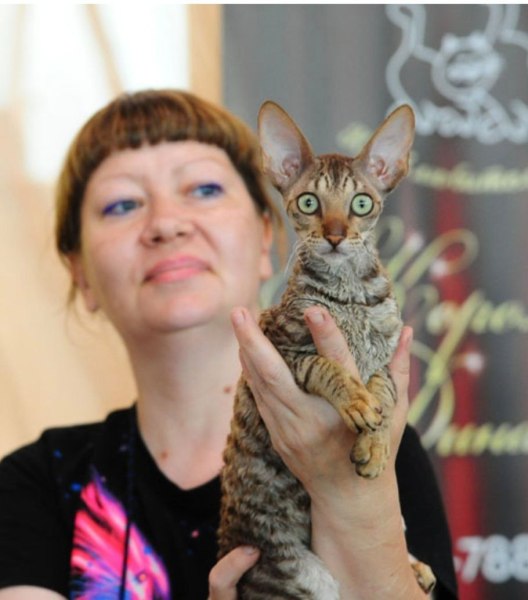 Cornish Rex - Alian Guest - Garmonia Alian Guest
