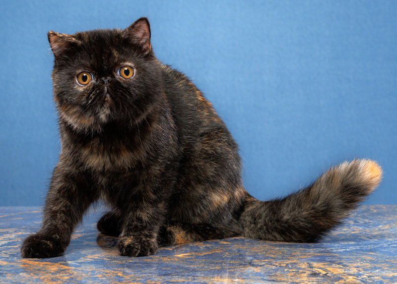Exotic Shorthair - DT'BEATRIX - DT'BEATRIX CYPA