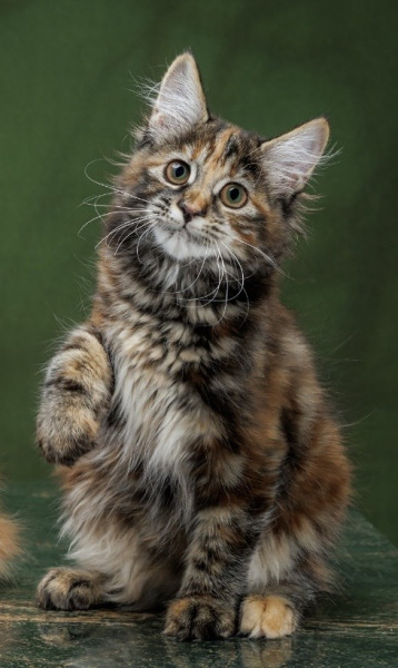 Kurilian Bobtail Longhair - Taiga Romance - Hohloma Taiga Romance