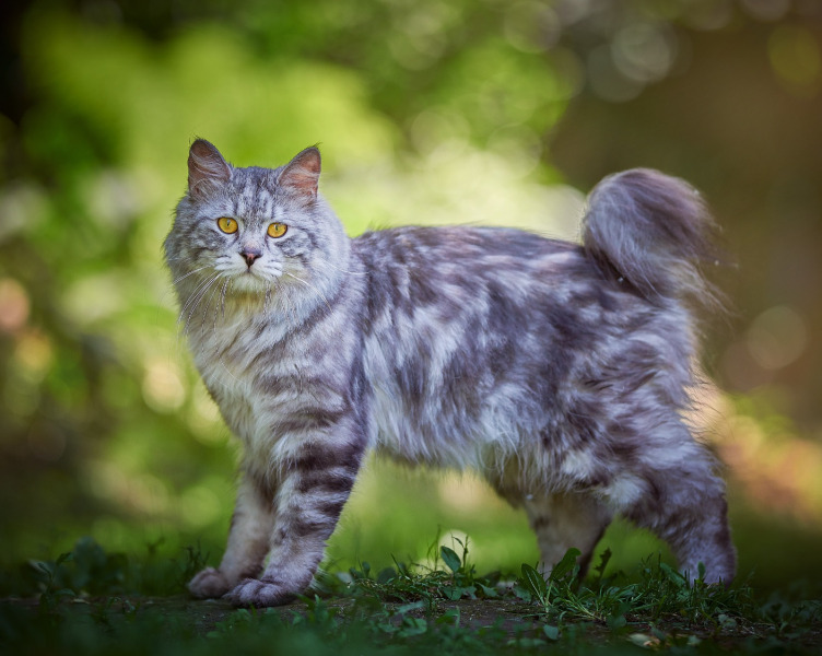 Kurilian Bobtail Longhair - Tender Bobs - Ostin Tender Bobs