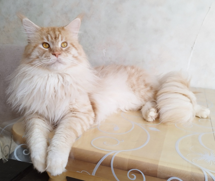 Maine Coon - Remagic Helga - Remagic Helga Albert Einstein