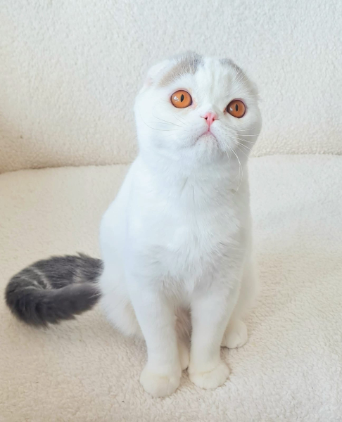 Scottish Fold - Danko-TanVersi - Neon L'Oreillard